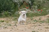 GOLDEN RETRIEVER 322
